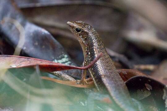 Image of Brygoo's Girdled Lizard