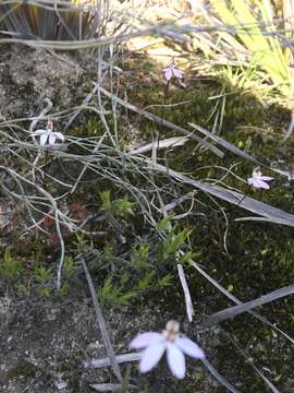 Image de Caladenia fuscata (Rchb. fil.) M. A. Clem. & D. L. Jones