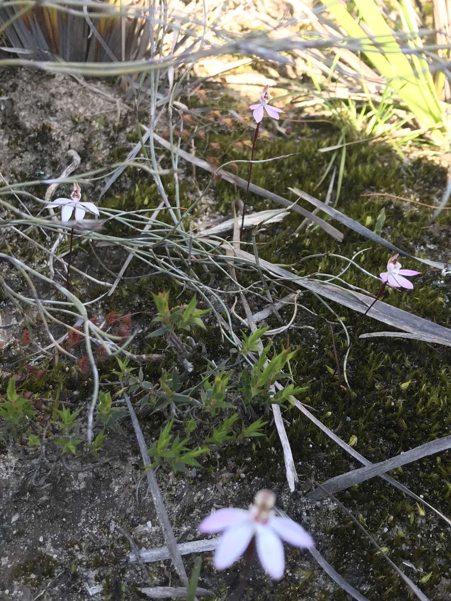 Caladenia fuscata (Rchb. fil.) M. A. Clem. & D. L. Jones的圖片