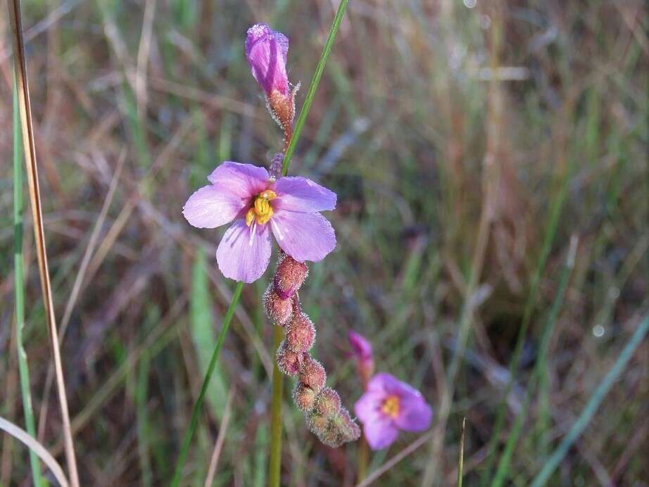 Drosera filiformis var. tracyi (Macf. ex Diels) Diels的圖片