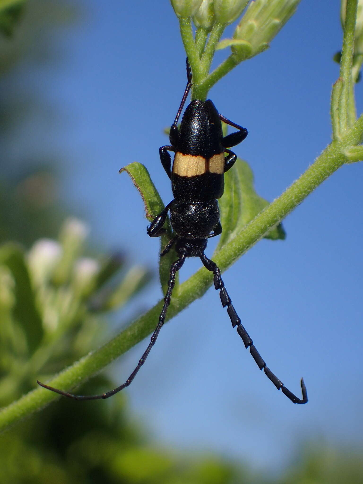 Image of Lissonotus flavocinctus Dupont 1836