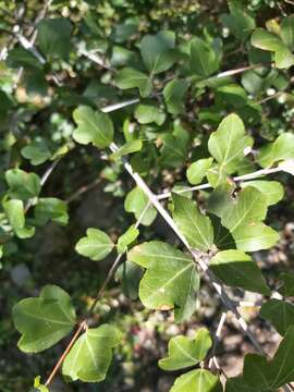 Image of Cretan maple