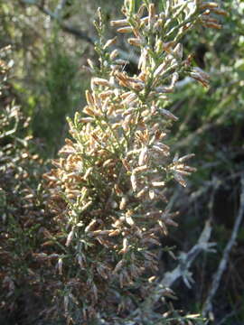 Слика од Elytropappus rhinocerotis (L. fil.) Less.