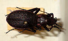 Image of Carabus (Platycarabus) irregularis Fabricius 1792