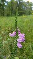 Image of obedient plant