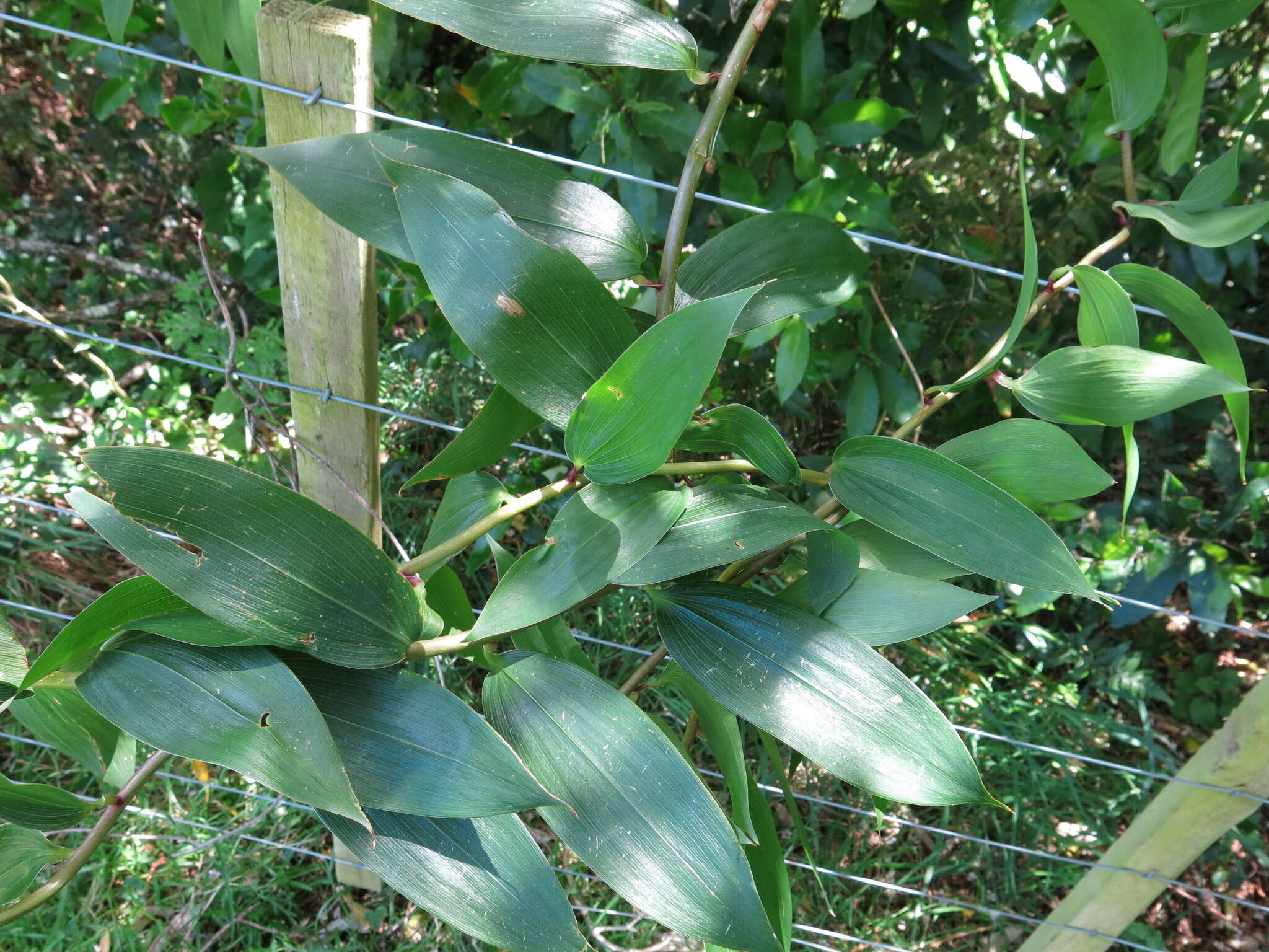 Image of Bomarea multiflora (L. fil.) Mirb.