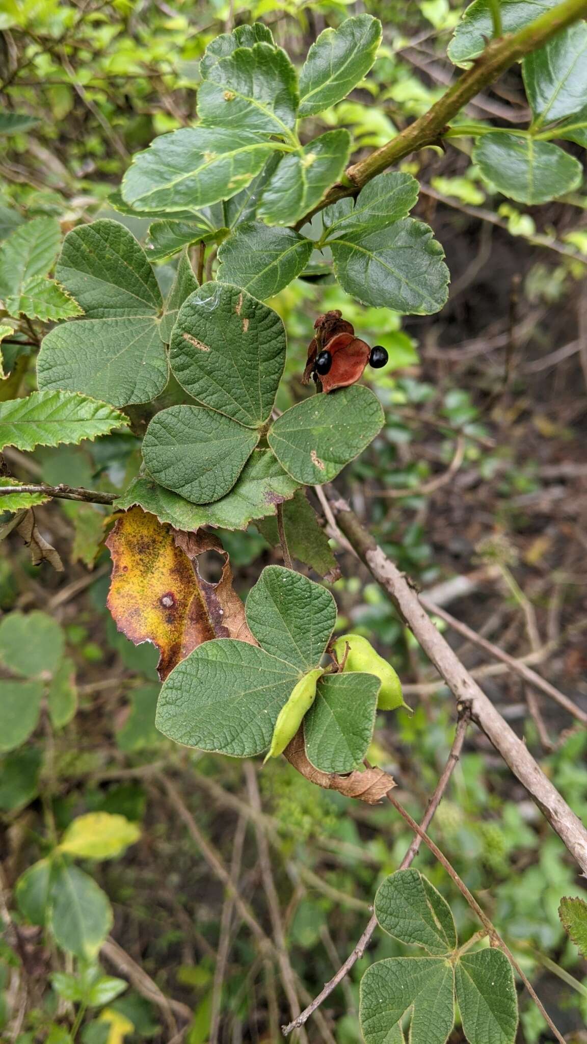 Image of Rhynchosia volubilis Lour.