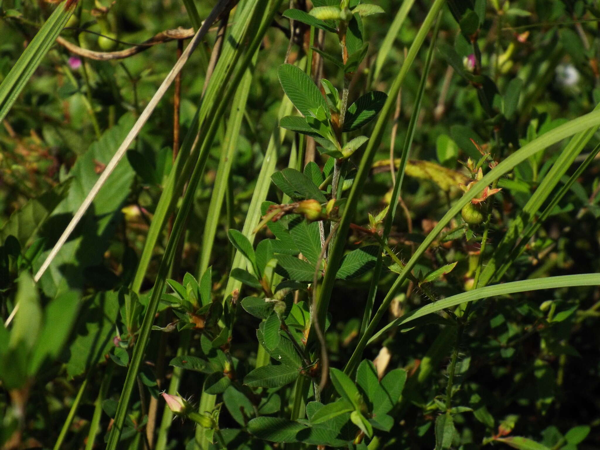 Image of Japanese bush clover