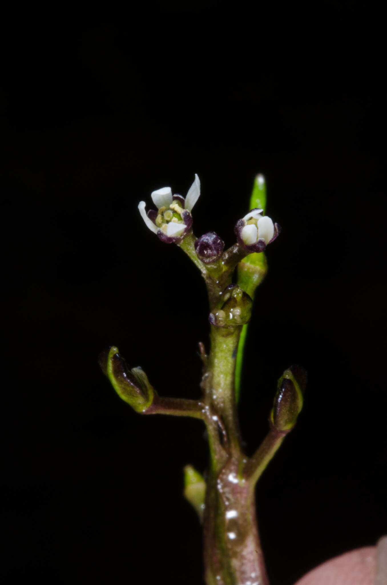 Image de Subularia monticola A. Braun ex Schweinf.