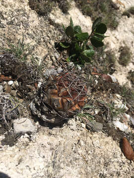 Image of Thelocactus buekii (Klein bis) Britton & Rose