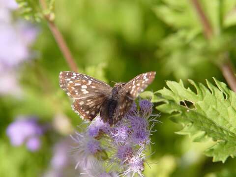 Image of Pinked Mistflower