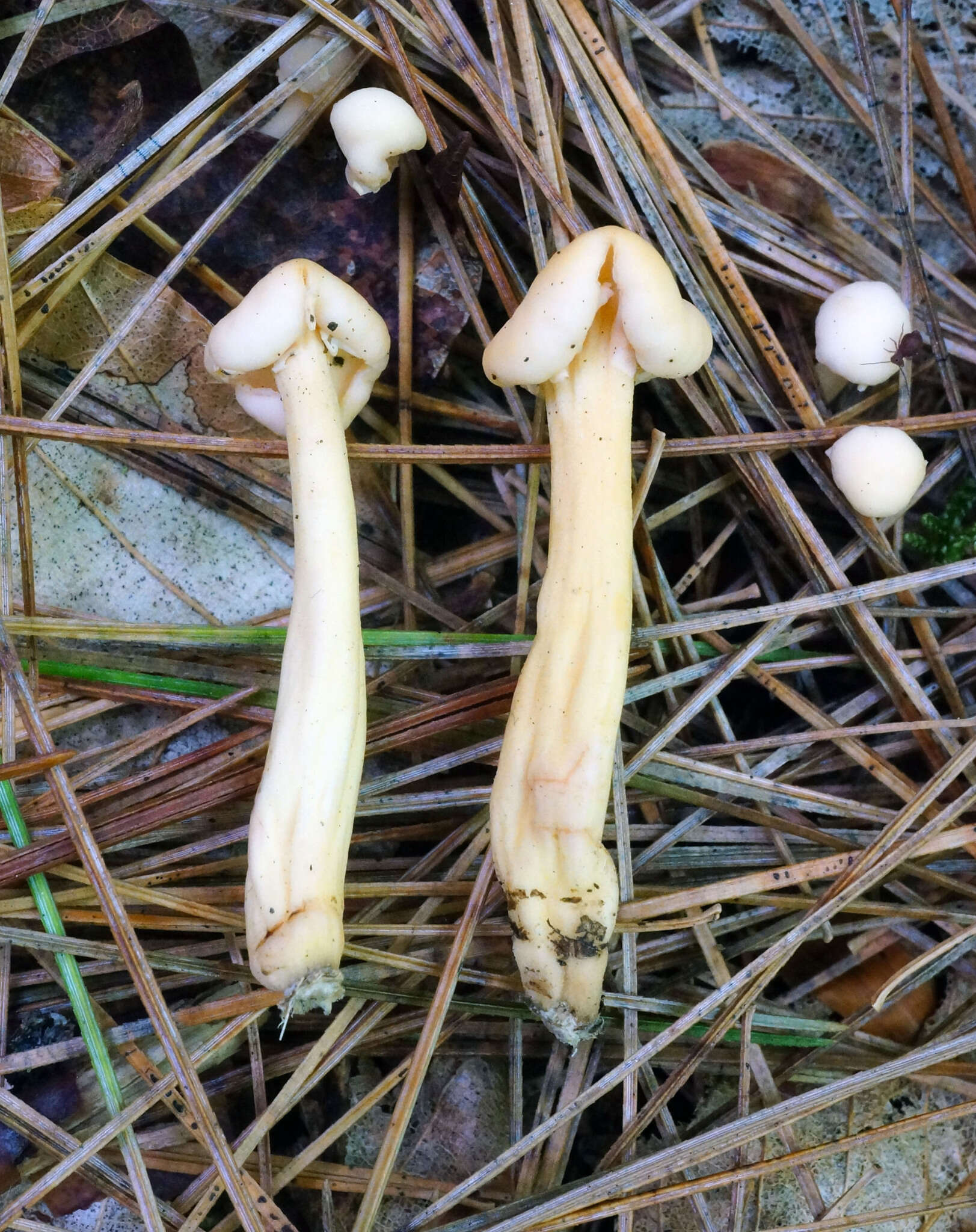 Image of Cudonia lutea (Peck) Sacc. 1885