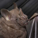 Image of Brown Fruit-eating Bat
