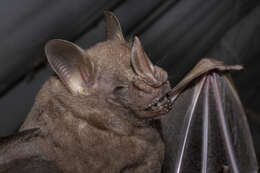 Image of Brown Fruit-eating Bat