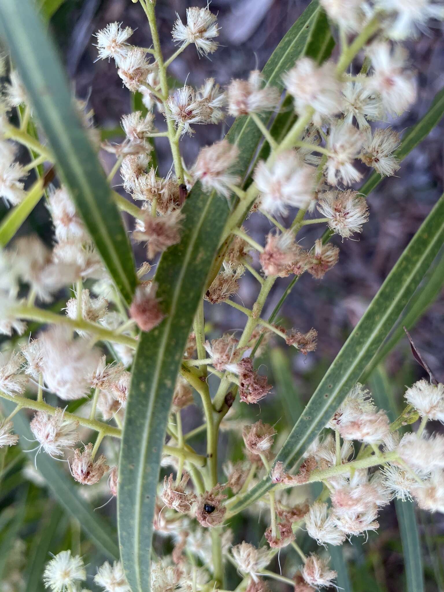 Acacia mabellae Maiden的圖片