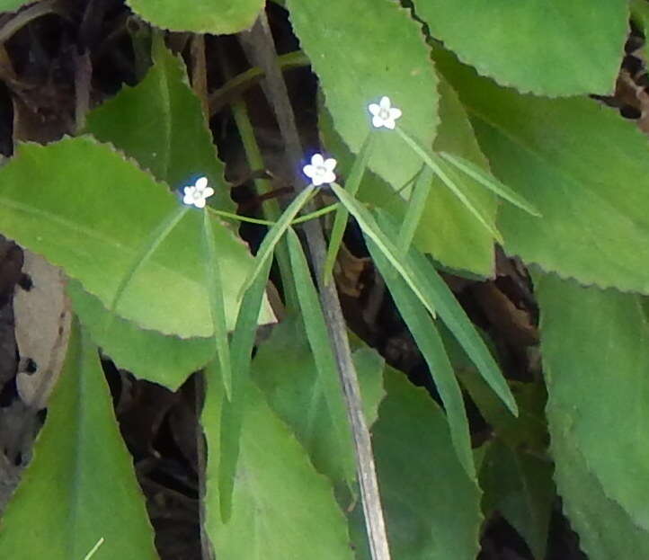 Image of Euphorbia sphaerorhiza Benth.