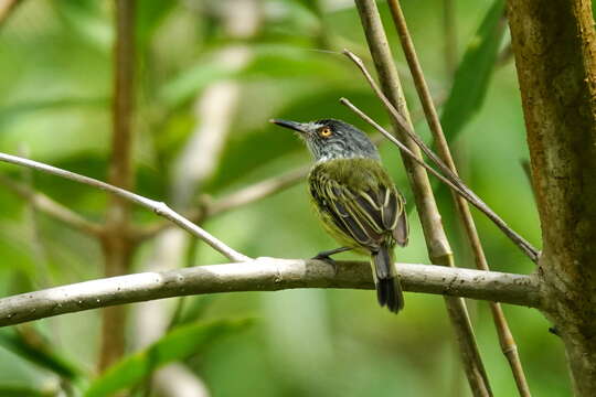 Image of Spotted Tody-Flycatcher