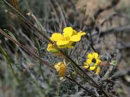 Image of Moapa bladderpod