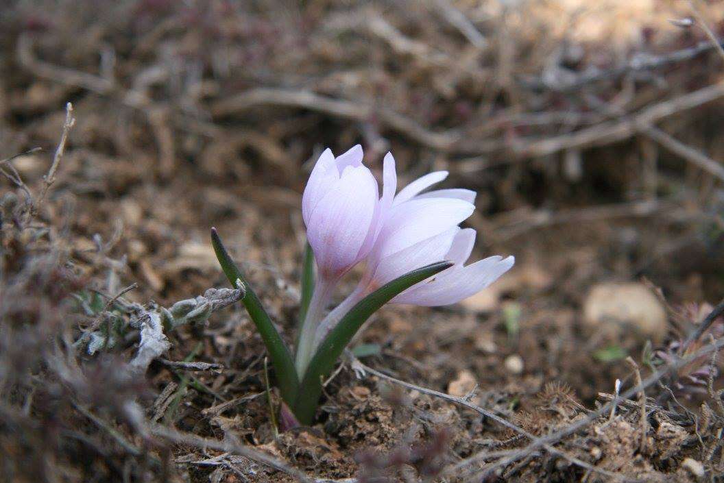 Image de Colchicum triphyllum Kunze