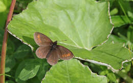 Image of Blind Ringlet