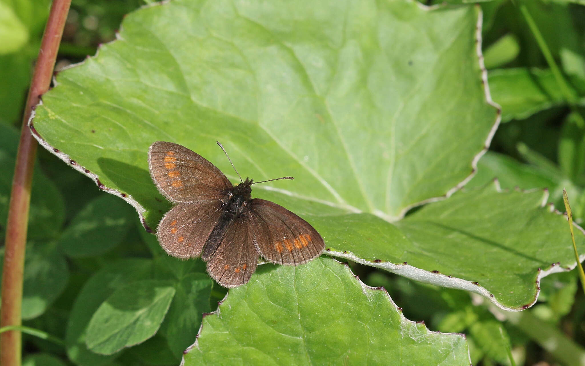 Image of Blind Ringlet