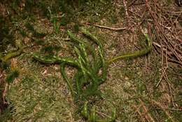 Image of Miyoshi's clubmoss