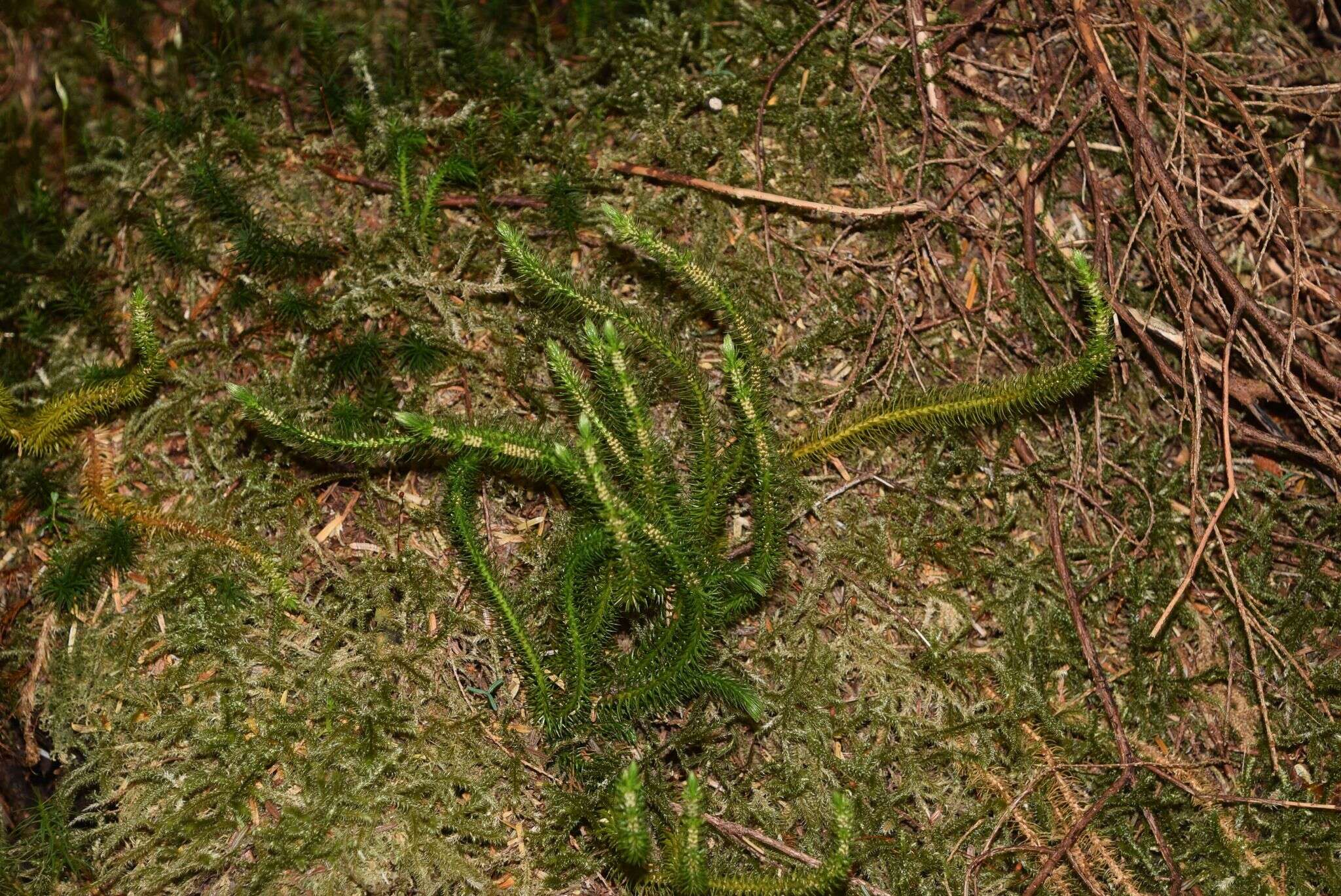 Image of Miyoshi's clubmoss