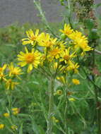 Image of Tephroseris cladobotrys subsp. subfloccosa (Schischk.) Greuter