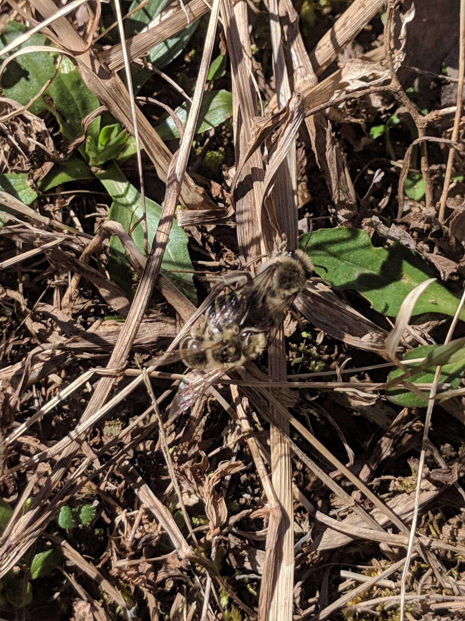 Imagem de Colletes inaequalis Say 1837