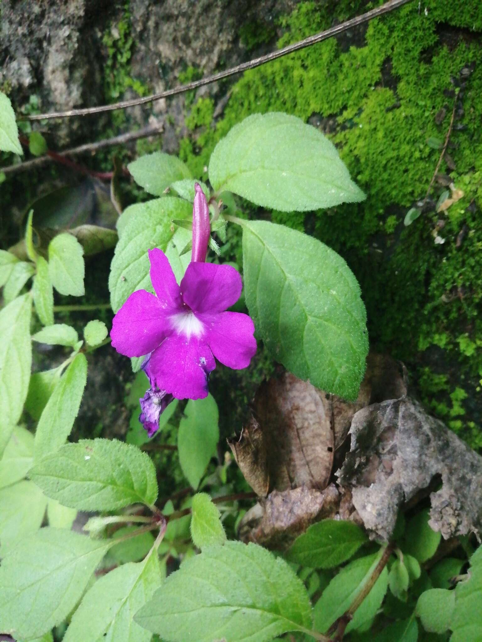 Image of Achimenes patens Benth.