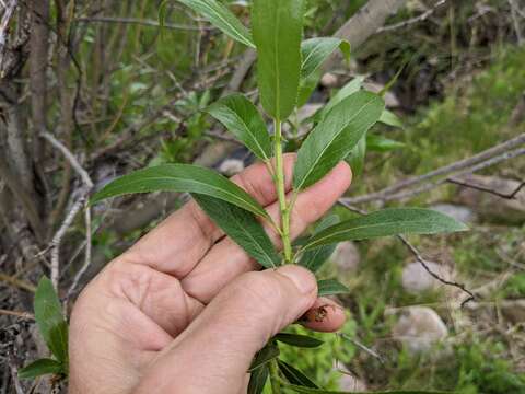 Image of greenleaf willow