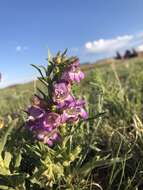 Image of James' beardtongue