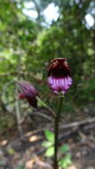 Image of Eulophia nuda Lindl.