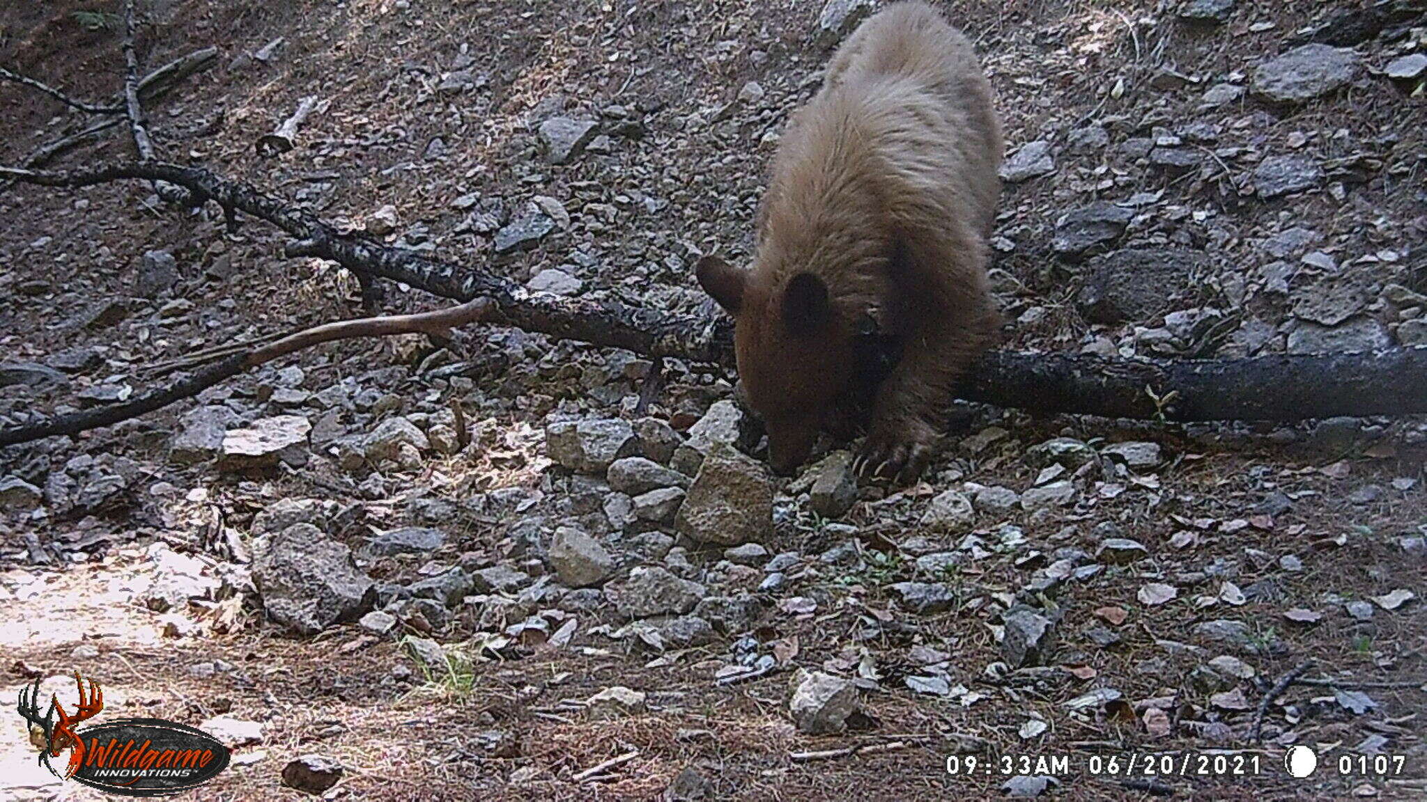 Image of West Mexican Black Bear