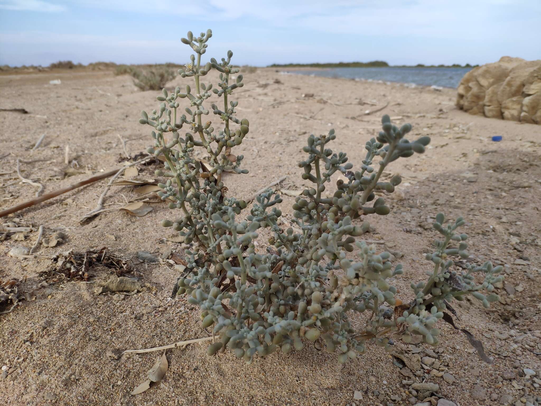 Image of Tetraena alba (L. fil.) Beier & Thulin