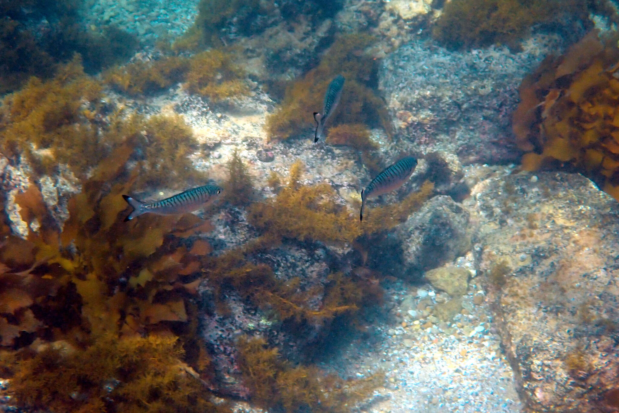 Image of Australian herring