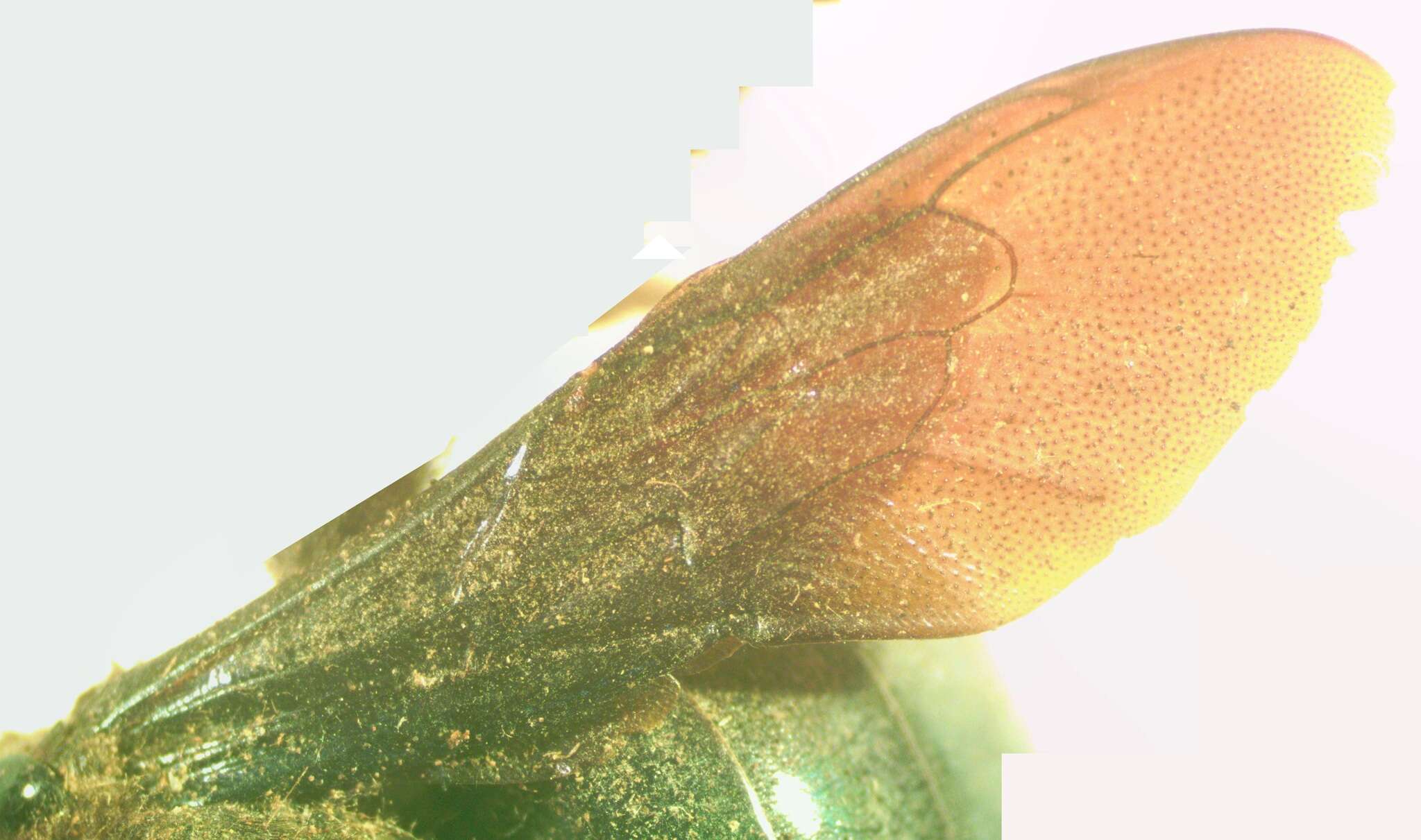 Image of Xylocopa gualanensis Cockerell 1912
