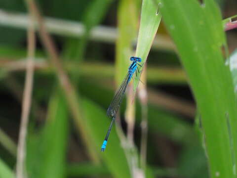 Image of Pseudagrion nigrofasciatum Lieftinck 1934