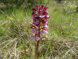 Image of Lady Orchid