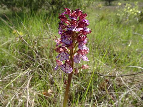 Imagem de Orchis purpurea Huds.