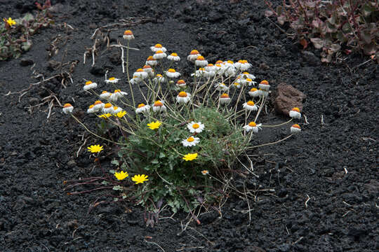 Image of Anthemis aetnensis Schouw