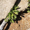 Image of alpine groundsel