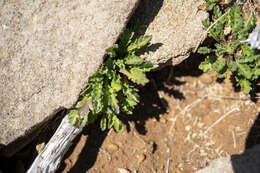 Image of Scapisenecio pectinatus (DC.) Schmidt-Leb.