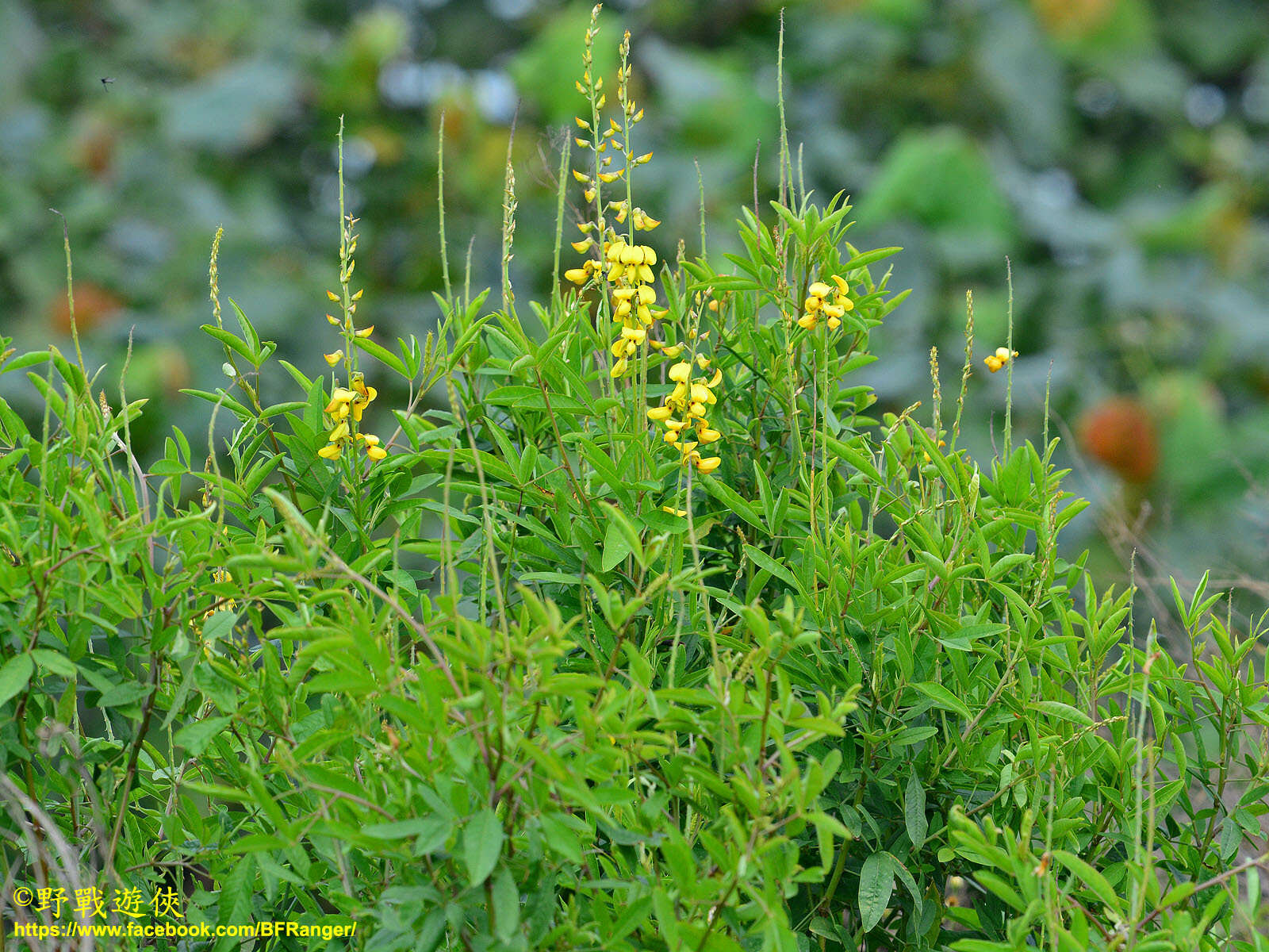 Image of West Indian rattlebox