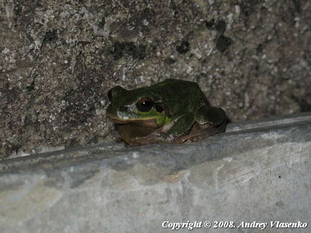 Image of Hyla orientalis Bedriaga 1890