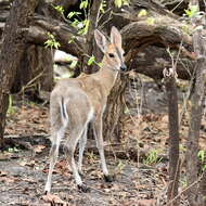 Image of Abundant Duiker