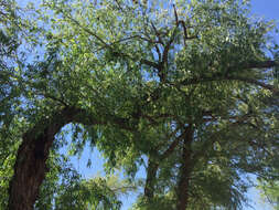 Image of Goodding's willow