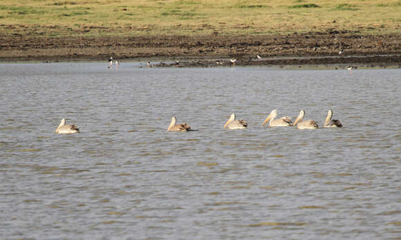 صورة Pelecanus philippensis Gmelin & JF 1789