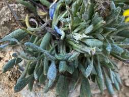 Image of hoary groundsel