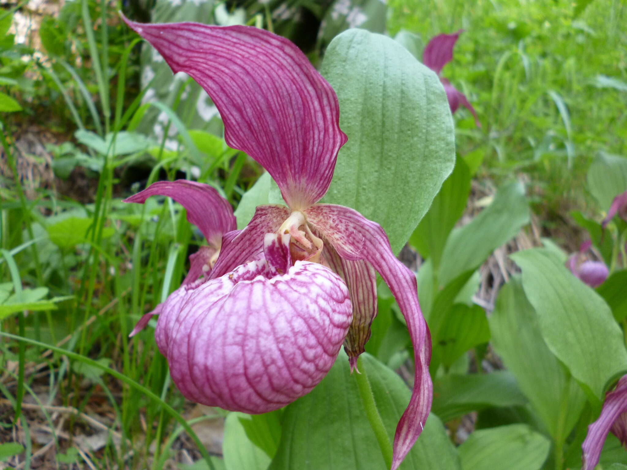 Image of Cypripedium ventricosum Sw.